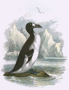 Great Auk