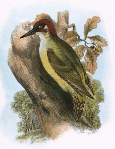 Green Woodpecker