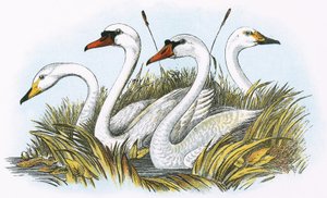 Heads of species of British Swans