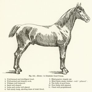 Horse, to illustrate Good Points