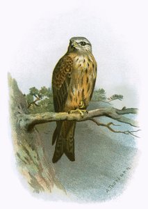 Kite