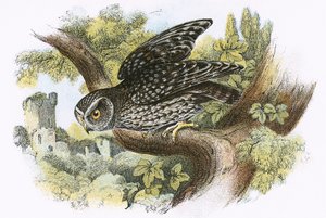 Little Owl