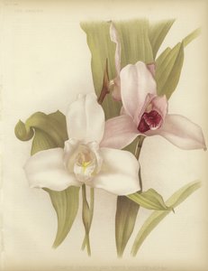 Lycaste skinneri and white variety