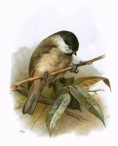 Marsh Tit