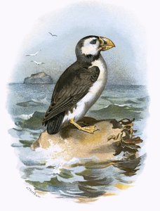 Puffin