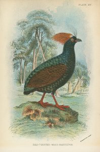 Red-Crested Wood Partridge