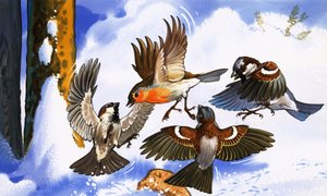 Robin fighting off other birds