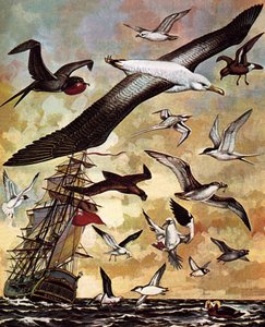 Seabirds of the World