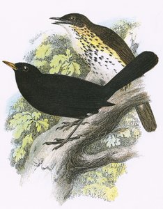 Song-Thrush (top) and Blackbird (bottom)