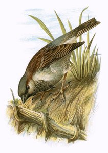 Sparrow