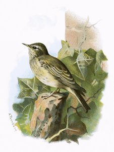 Spotted Flycatcher