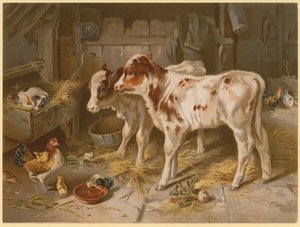 Two Calves