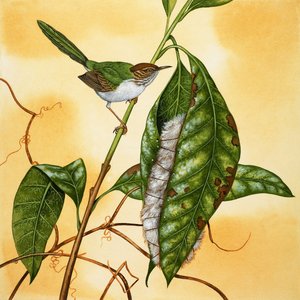 Unidentified Bird