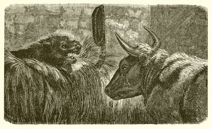 The Dog in the Manger