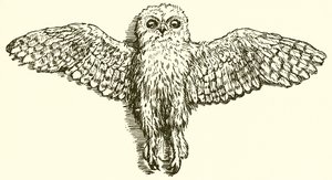The Eagle and the Owl