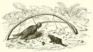 The Fowler and the Lark