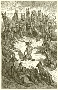 The Fox Without a Tail