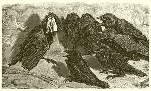 The Vain Jackdaw