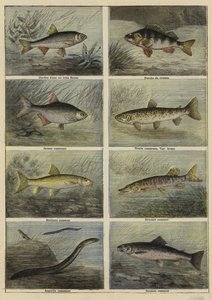 French freshwater fish