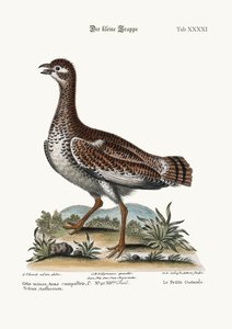 The Little Bustard
