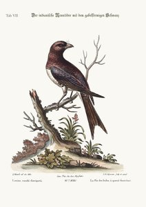 The Fork-Tailed Indian Butcher-Bird