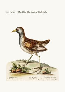The little American Water Hen, 1749-73