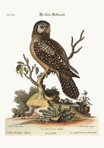 The little Hawk Owl, 1749-73