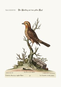The Yellow-Headed Linnet, 1749-73