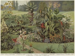 Ornamental plants