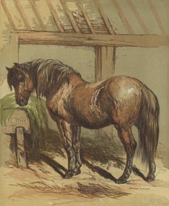 Charlie, the Horse