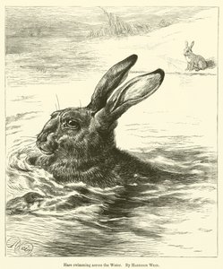 Hare Swimming Across the Water