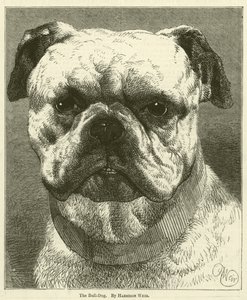 The Bull-Dog