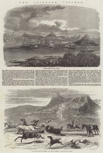 The Falkland Islands