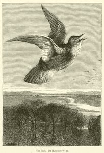 The Lark