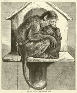 The Sick Monkey