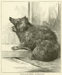 Timothy, our pet Hedgehog