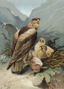 Eagle and Its Young