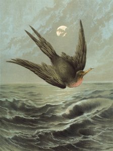 Frigate Bird