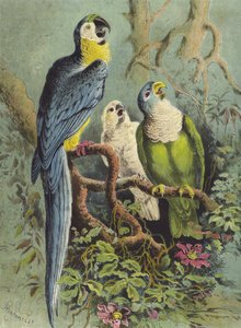 Parrots