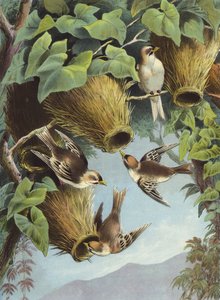 Weaver Bird