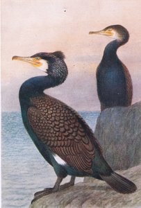 Cormorant, Postcard, 1930s