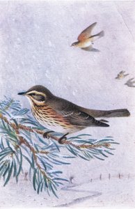Redwing, Postcard, 1930s