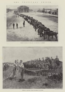 The Transvaal Crisis