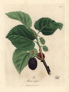 Common mulberry tree, Morus nigra