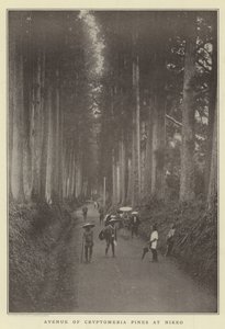 Avenue of Cryptomeria Pines at Nikko