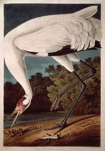 Whooping Crane, from 