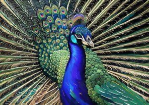 Peacock 1