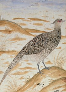 Himalayan Cheer Pheasant, Jahangir Period, Mughal, c.1620