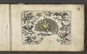 Peacock and Other Birds, Birds