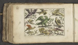 Bird of Prey and Ten Other Birds